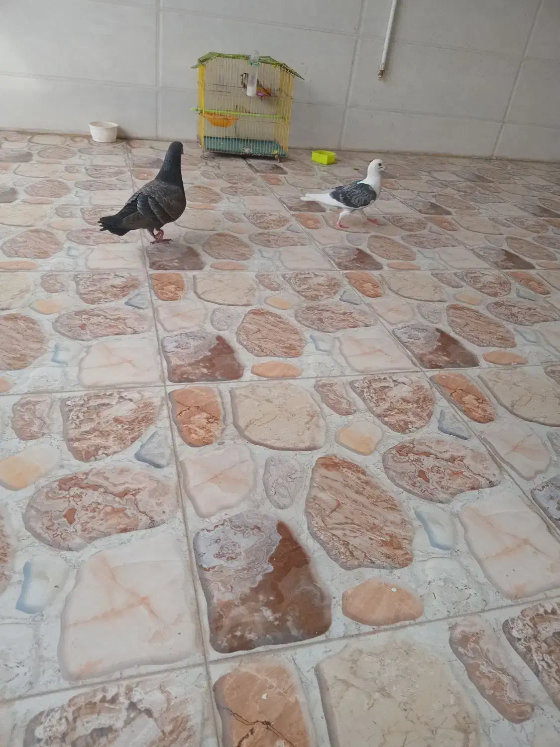 کبوتر گمشده|حیوانات|امیدیه, |دیوار