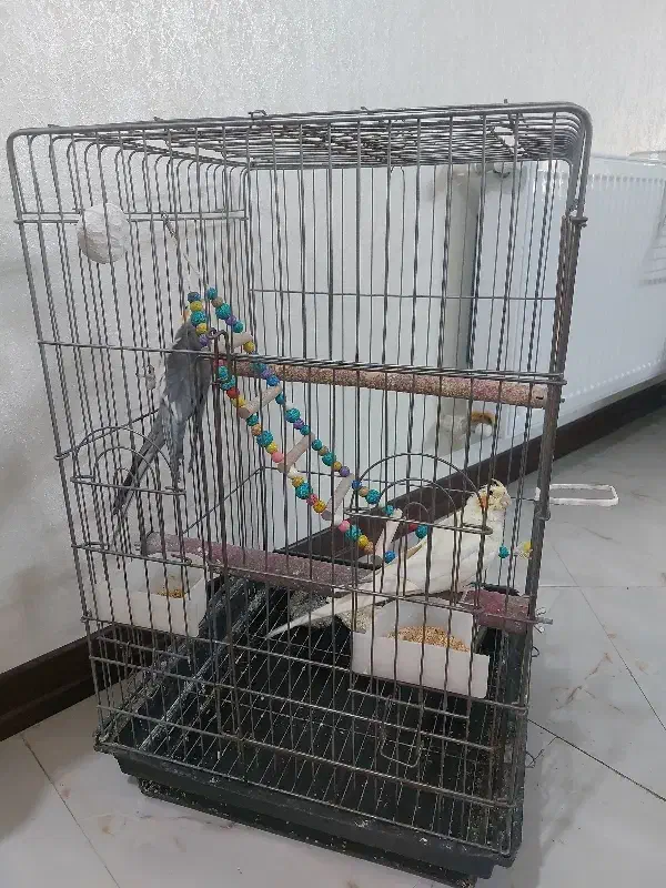 عروس هلندی جفت|پرنده|گرمدره, |دیوار