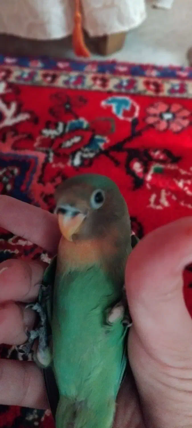 گمشده|حیوانات|تبریز, |دیوار