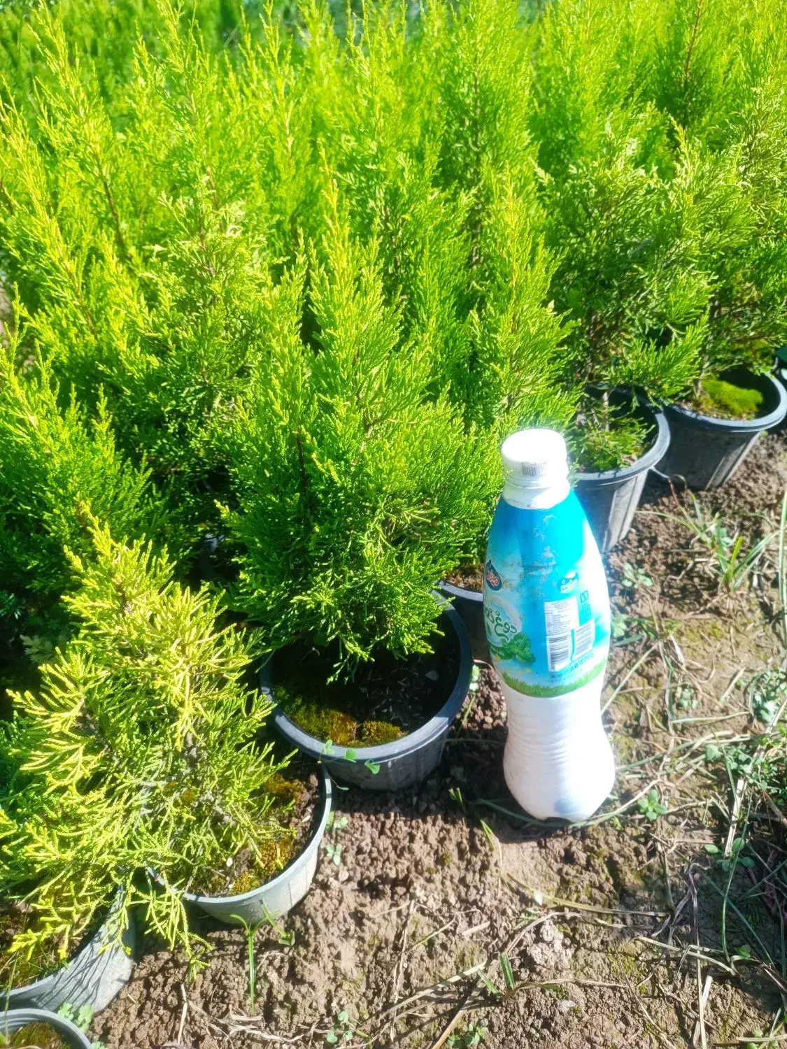 لاوسون یا کاج طلایی گلدان 3و4|گل و گیاه طبیعی|رامسر, |دیوار