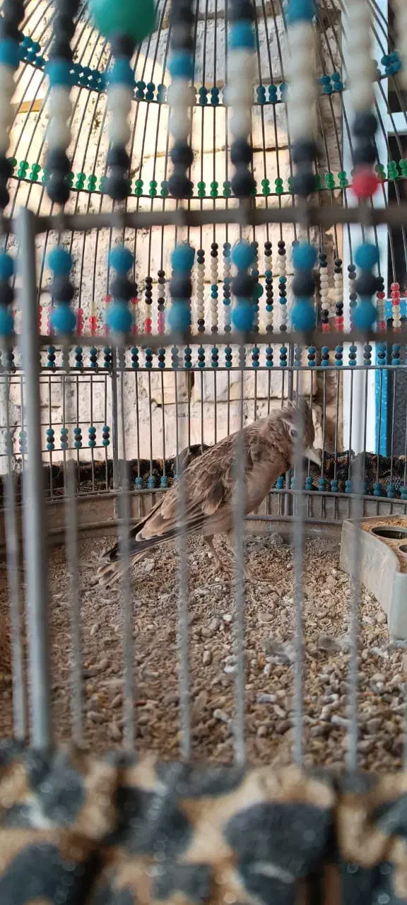 سهره قناری|پرنده|مرودشت, ژیان|دیوار