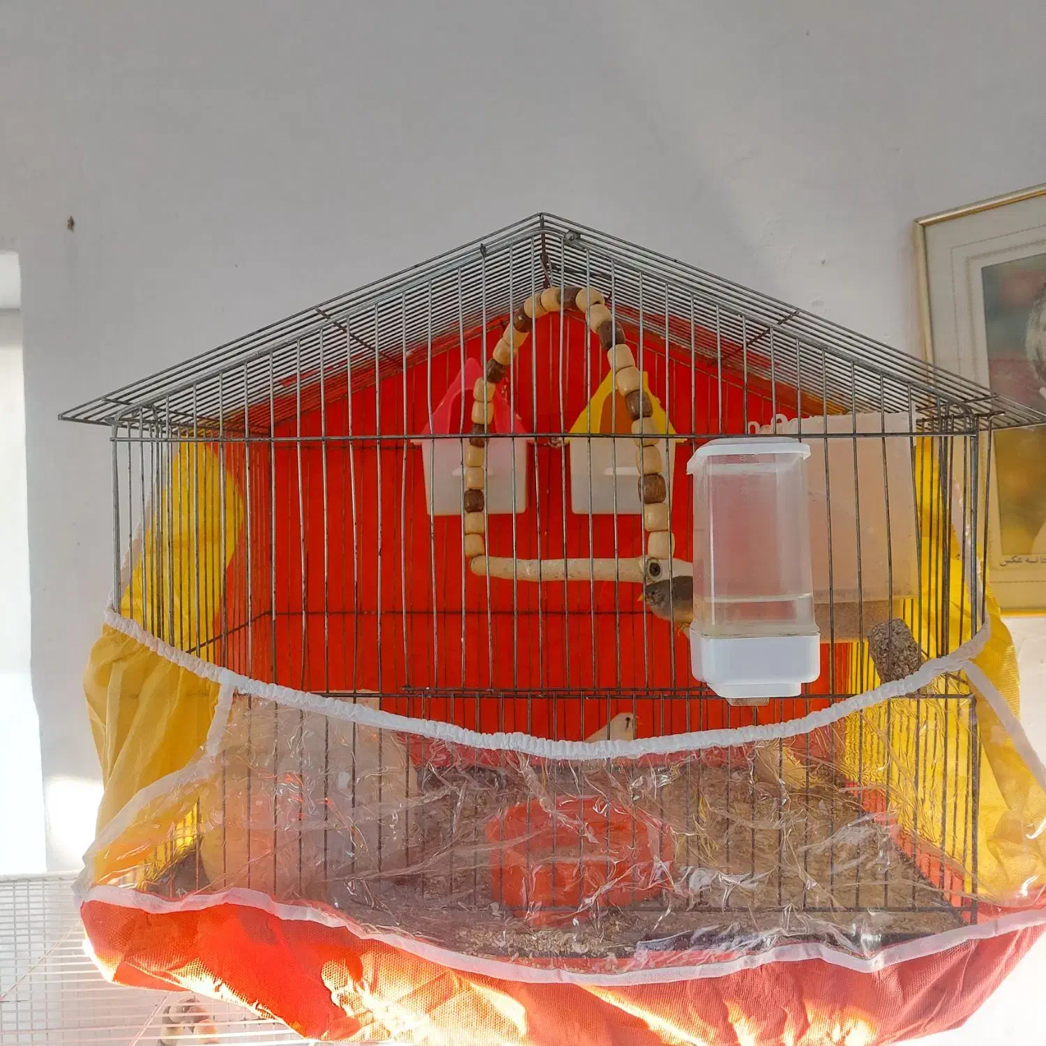 دو جفت فنچ زبرا مولد کارداده جوان|پرنده|تربت‌حیدریه, کاشانی|دیوار