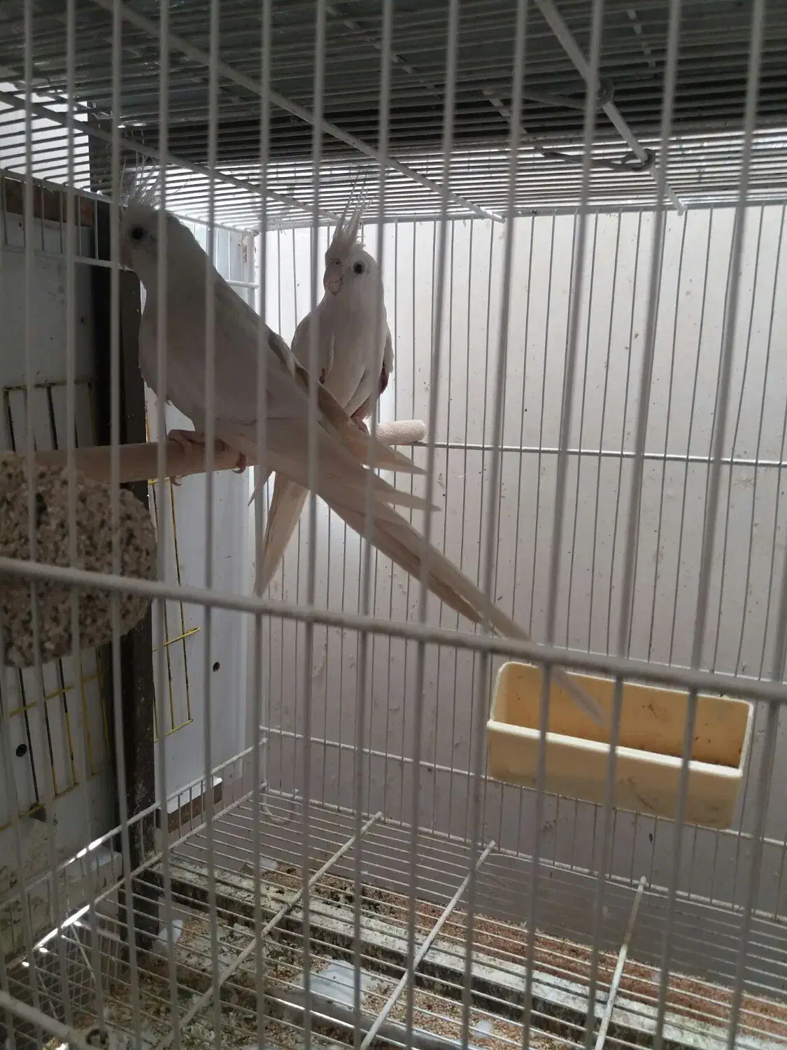 عروس هلندی لوتینو والبینو  فروشی|پرنده|تربت جام, مطهری|دیوار