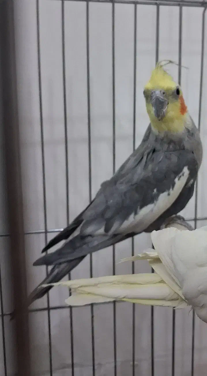 عروس هلندی طلایی|پرنده|قم, قم نو|دیوار