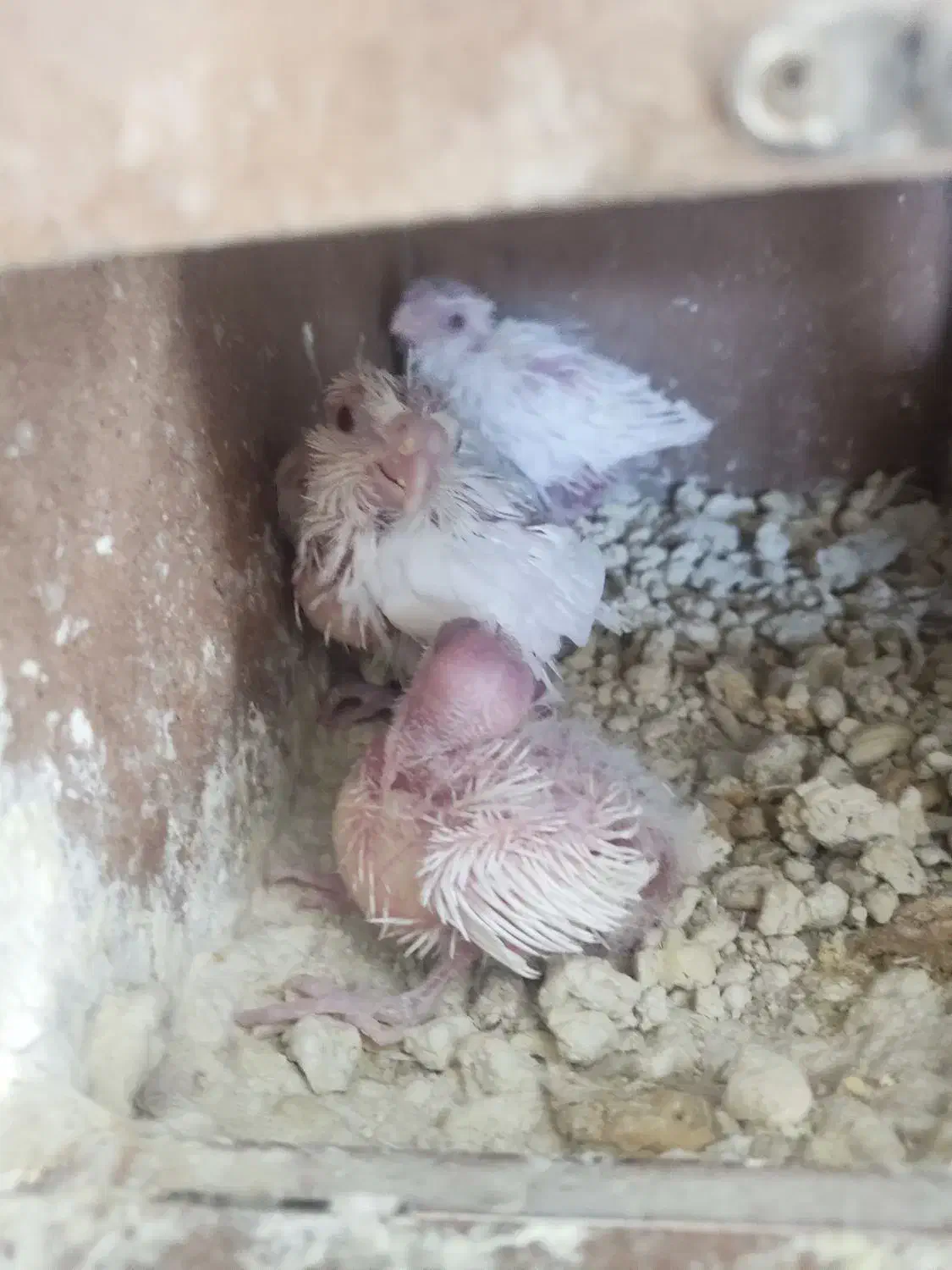 جوجه عروس|پرنده|مشهد, سیسآباد|دیوار