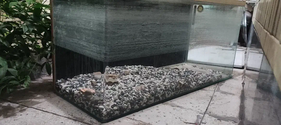 آکواریوم شرکتی یک تیکه|ماهی|قم, بنیاد|دیوار