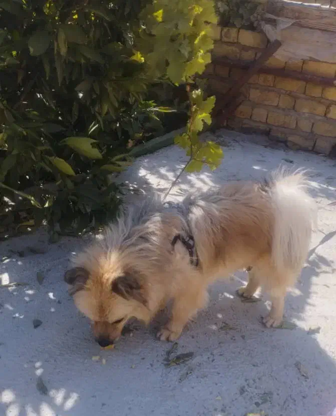 سگ پامرانین روباهی|سگ|مرودشت, زنگی آباد|دیوار