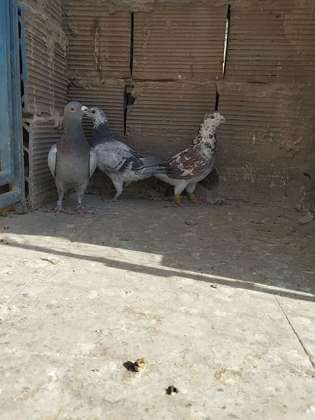 ۳ تا نر تعبیدی|پرنده|وحیدیه, |دیوار