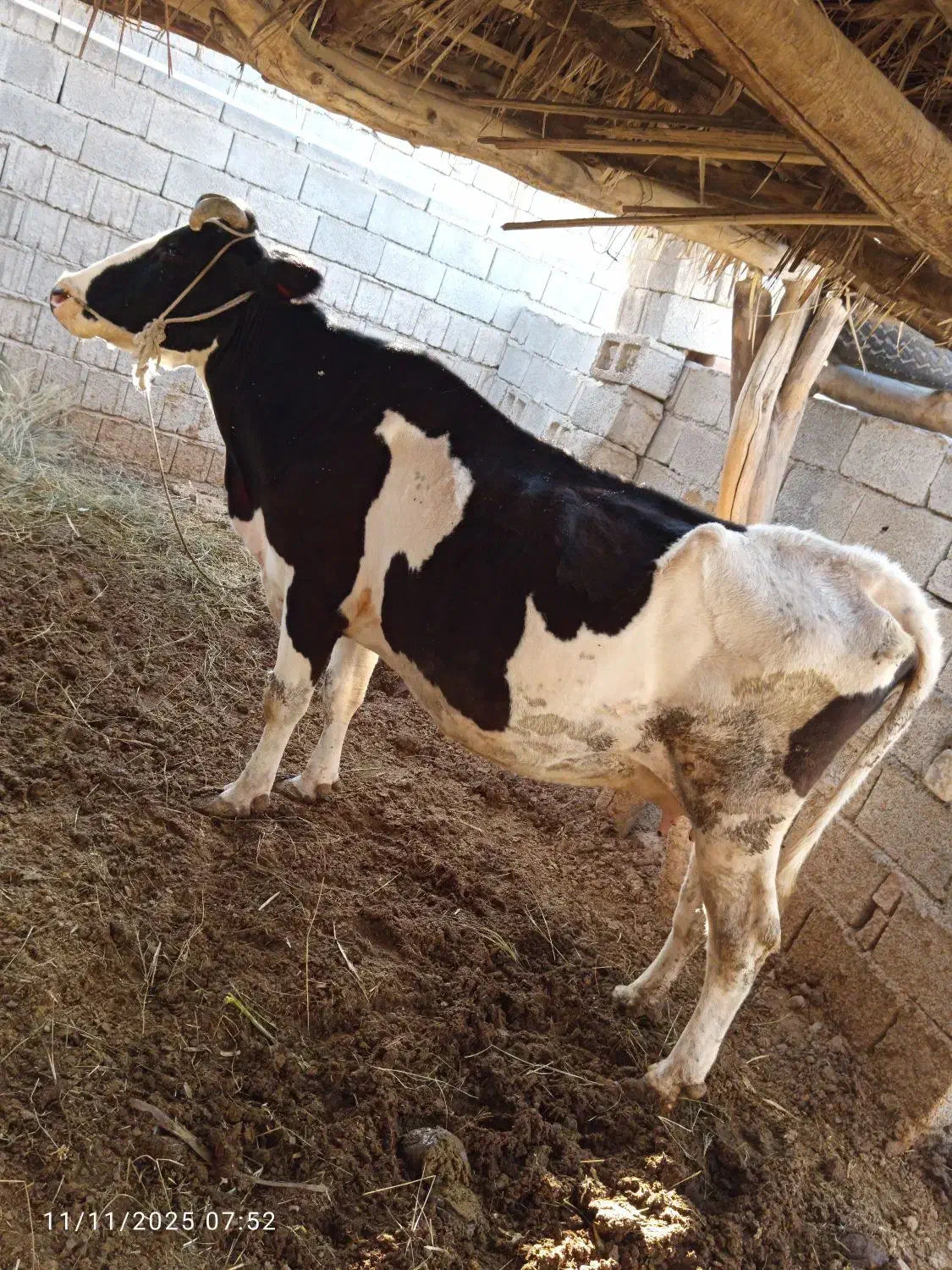 گاوه شیری.   3. عدد|حیوانات مزرعه|ایرانشهر, |دیوار