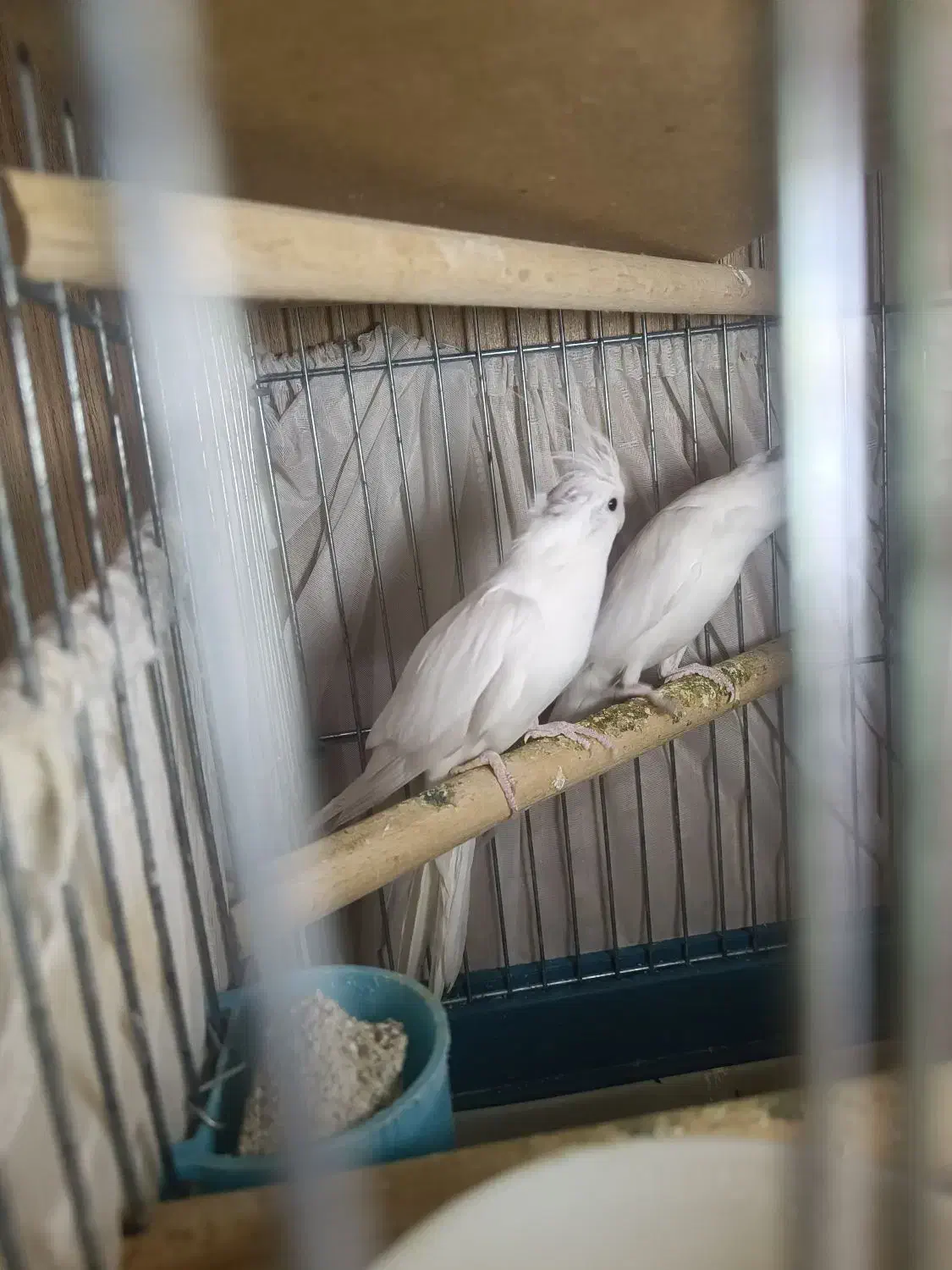 جفت عروس هلندی البینو|پرنده|تهران, عبدلآباد|دیوار