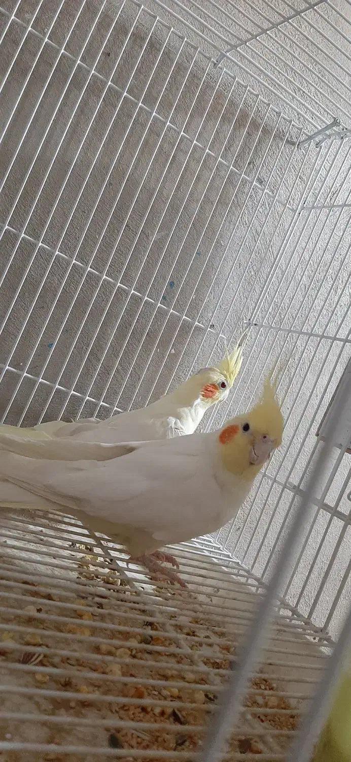 یک جفت عروس|پرنده|سراوان, |دیوار