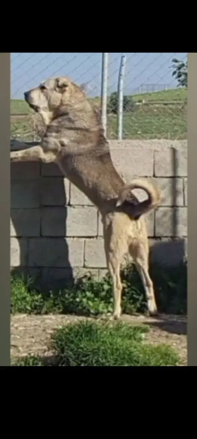 واگزاری نر پژدر|سگ|رودشت (اصفهان), |دیوار