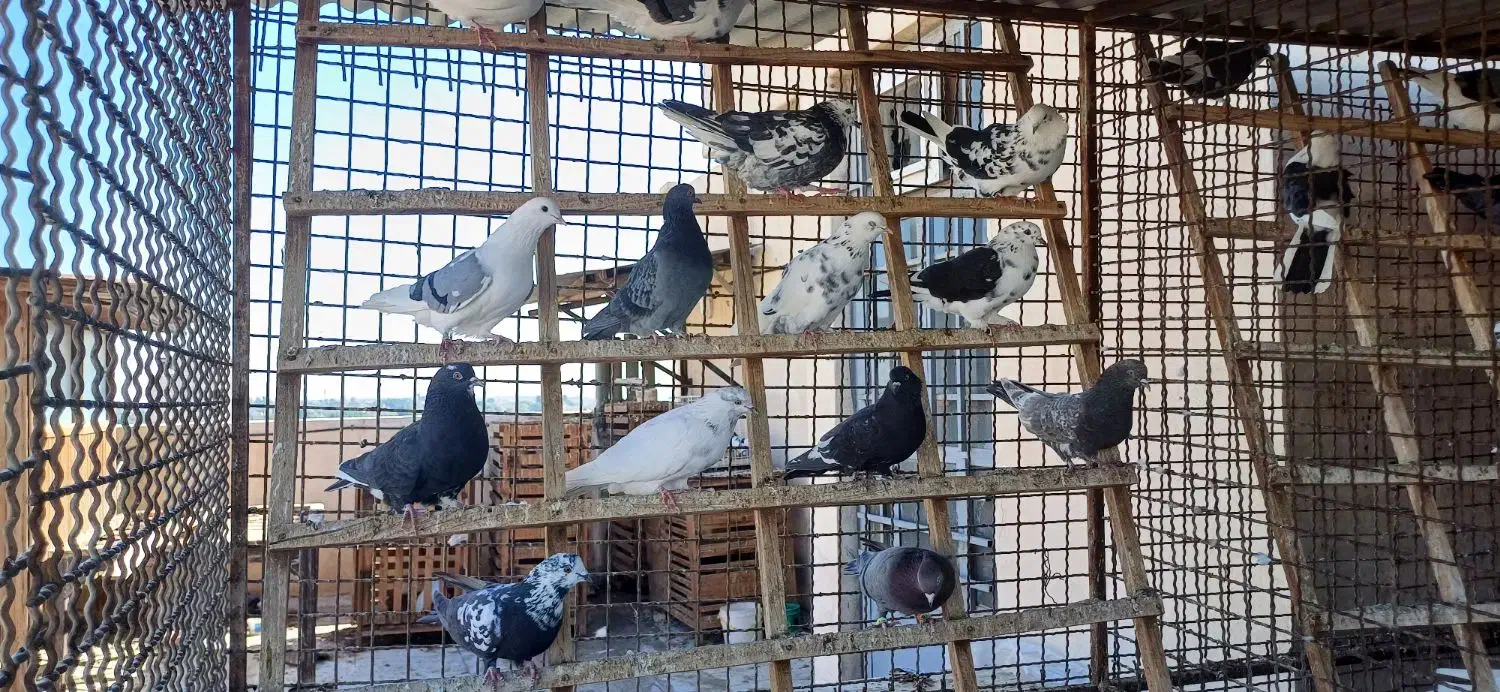 ۲۵ تا کبوتر تهرانی|پرنده|خرمشهر, |دیوار