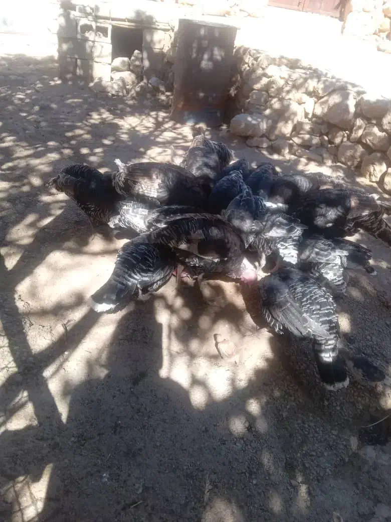 بوقلمون|حیوانات مزرعه|ایذه, |دیوار