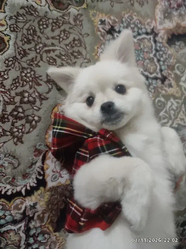 فروش توله ۷ ماهه پامرین پیکینز بسیار زیبا|سگ|تهران, ایوانک|دیوار