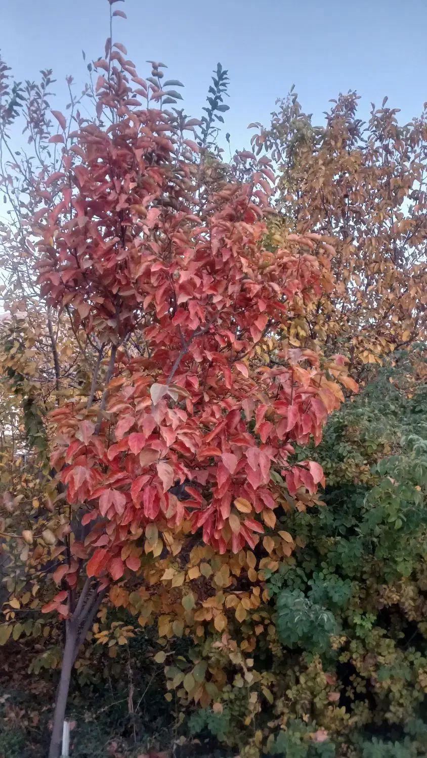 منزل مسکونی واقع در دهبکری خیابان انقلاب|فروش خانه و ویلا|دهبکری, |دیوار