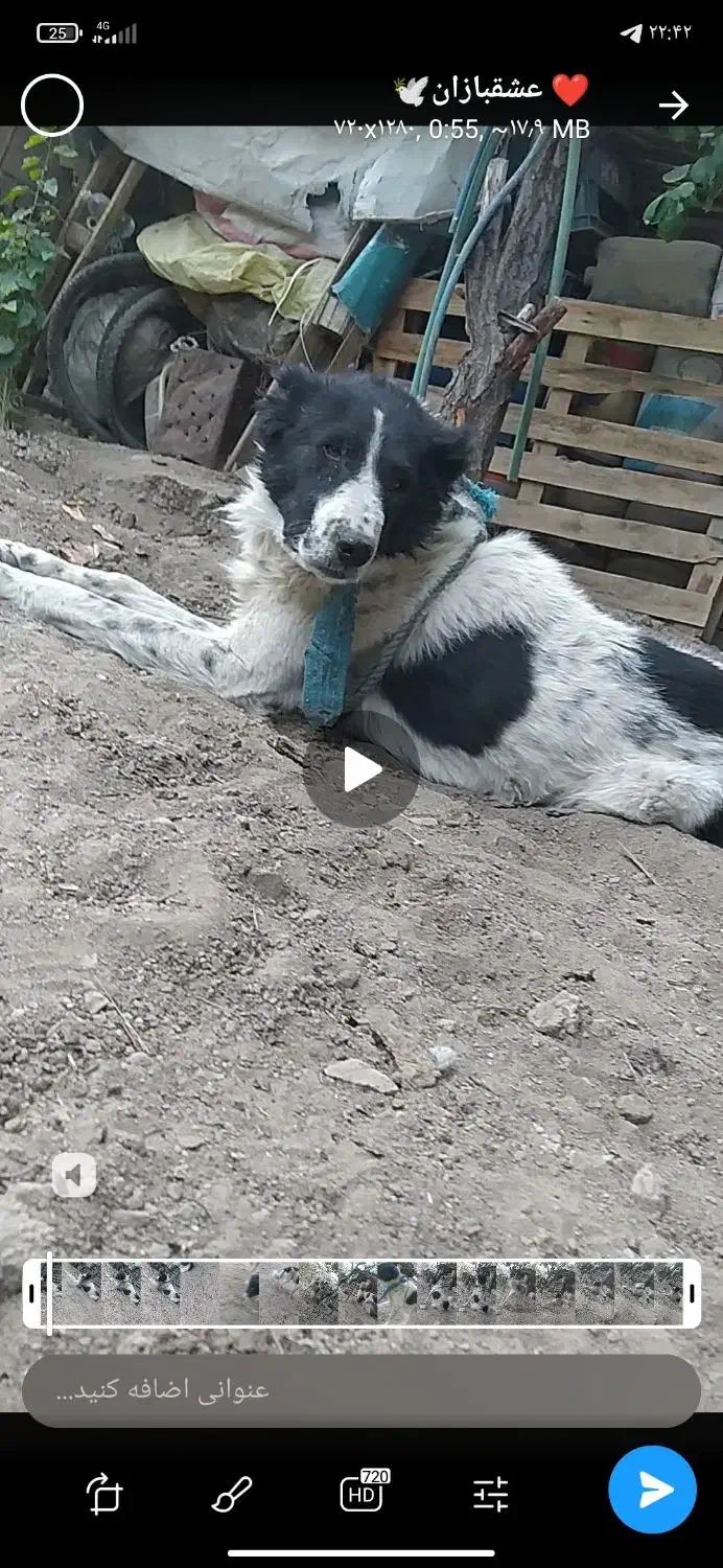 سگ قدرجونی|سگ|بوئین و میاندشت, |دیوار