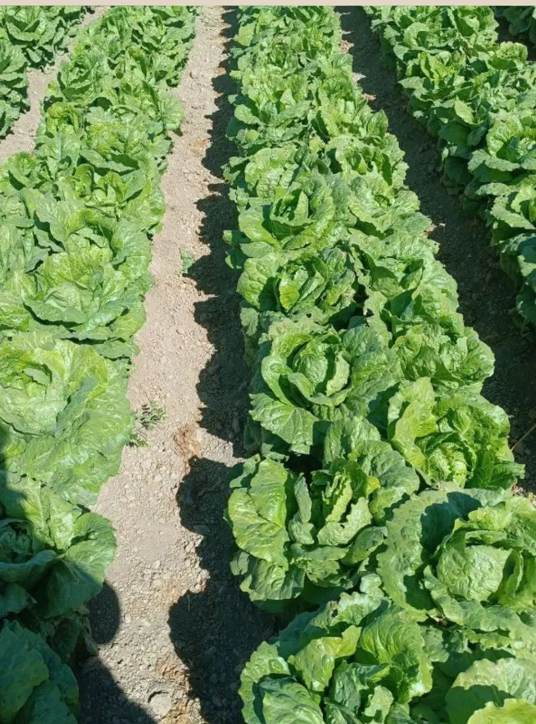 کاهو|عمدهفروشی|رومشکان, |دیوار