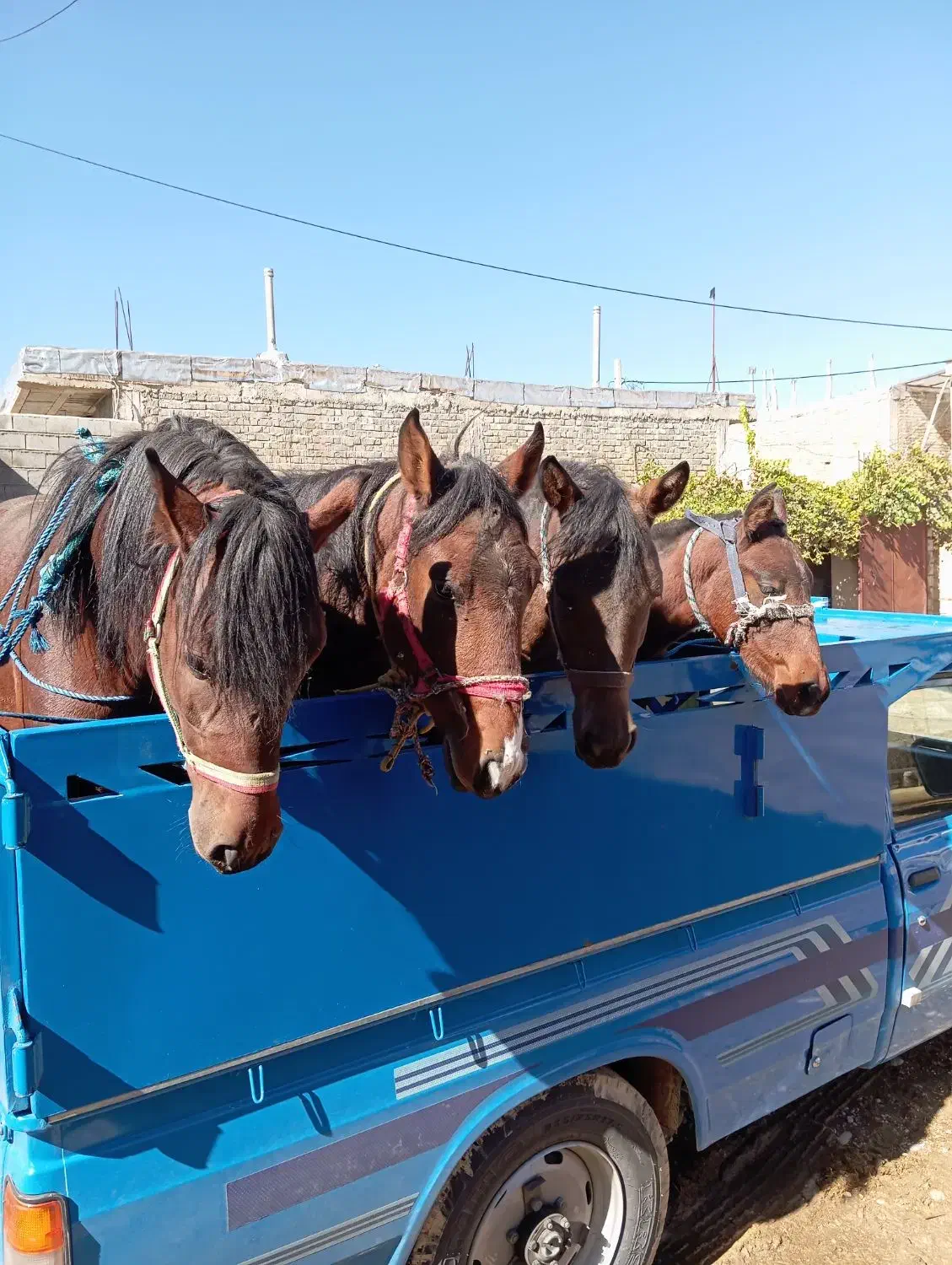 خرید و فروش اسب همه نوع|اسب و تجهیزات اسبسواری|شیراز, گویم|دیوار