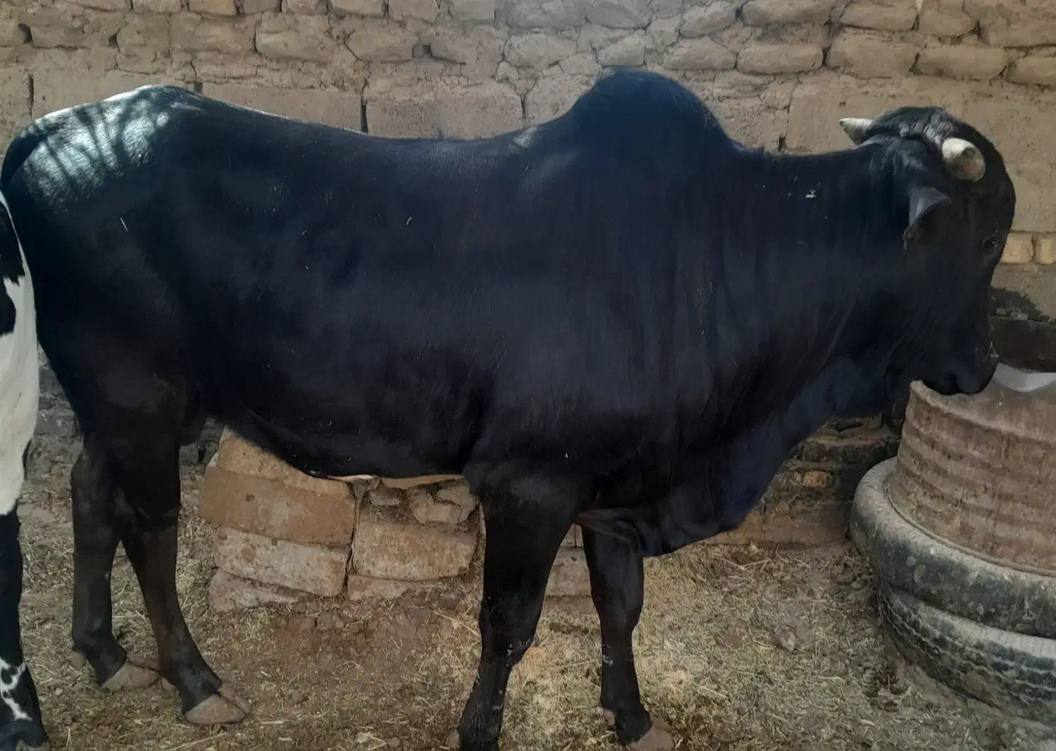 گاو نر|حیوانات مزرعه|نیمروز, |دیوار