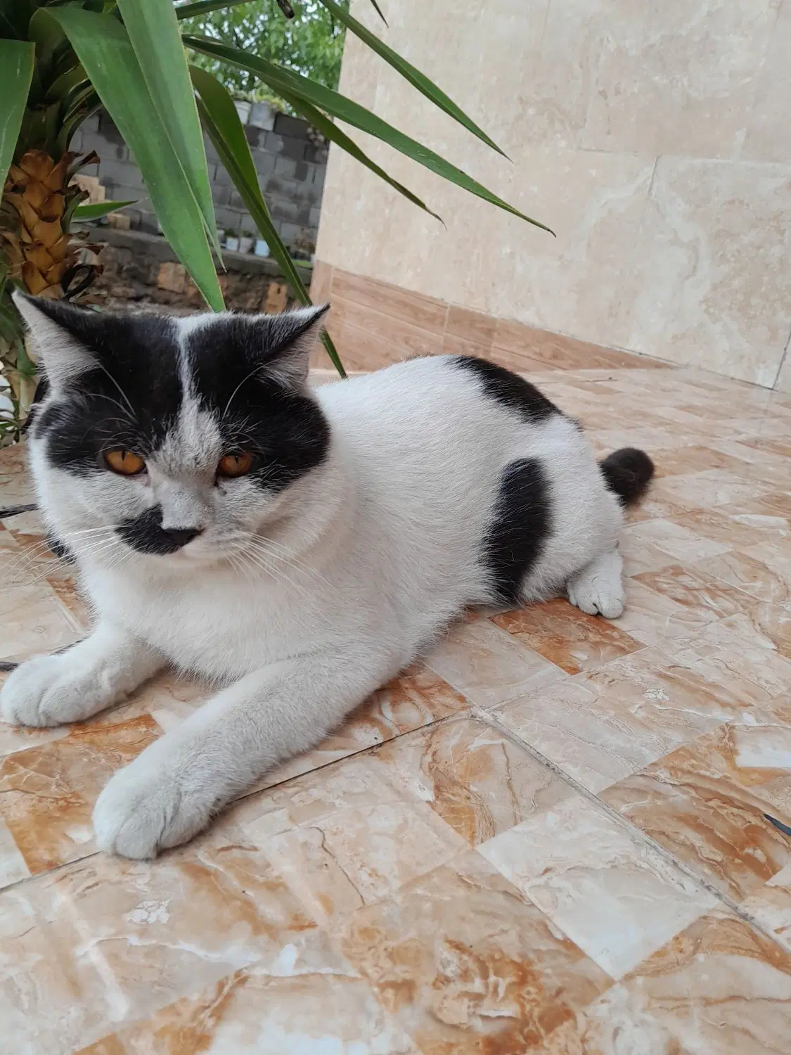 گربه|گربه|علی‌آباد کتول, |دیوار