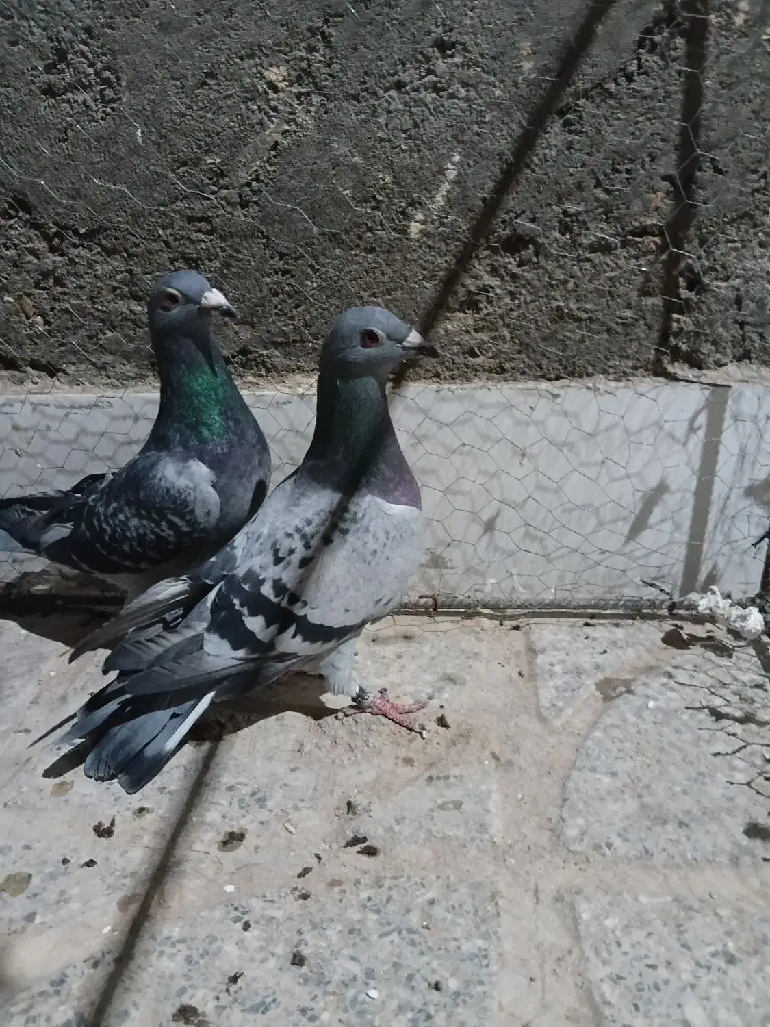 یک جفت کفتر چاشنی بازی|پرنده|بیرجند, |دیوار