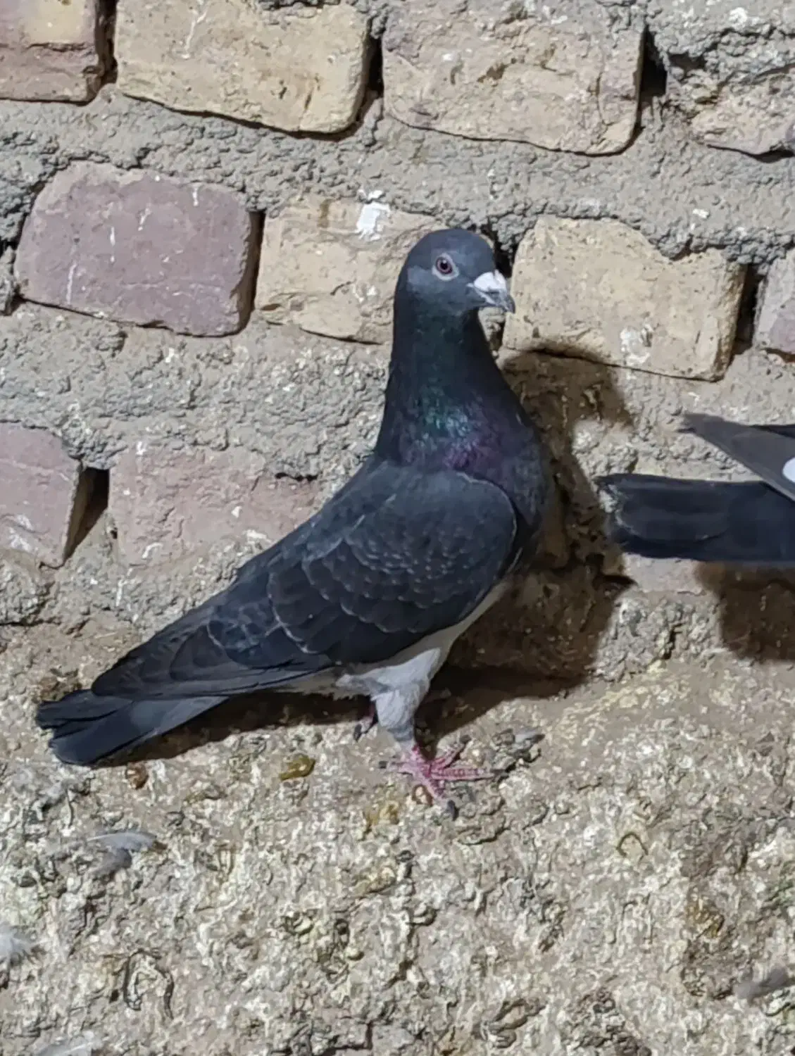 چاپی  گرفتنی ومعاوضه|پرنده|نیمروز, |دیوار