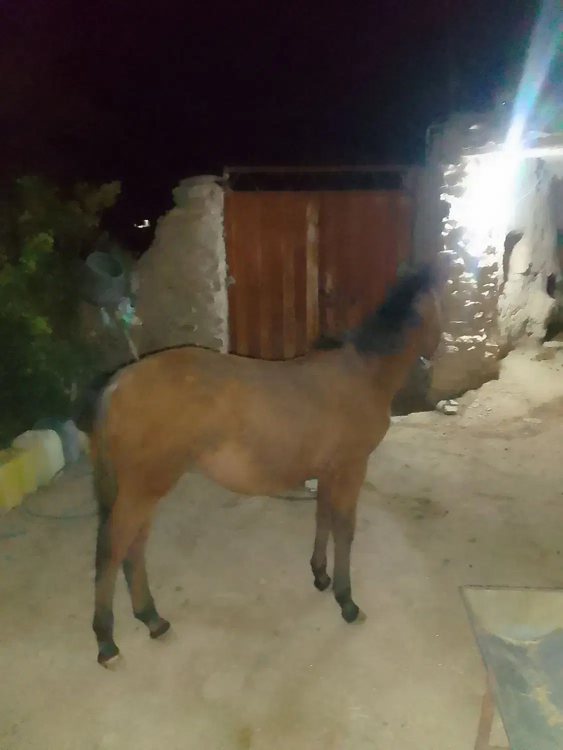 کره اسب ماده ارام به فروش میرسد|اسب و تجهیزات اسب‌سواری|بجنورد, |دیوار