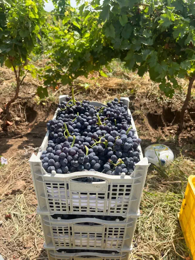 باغ انگور داربستی با سهم آب دائم و سند رسمی|فروش دفتر صنعتی، کشاورزی، تجاری|الوند, |دیوار