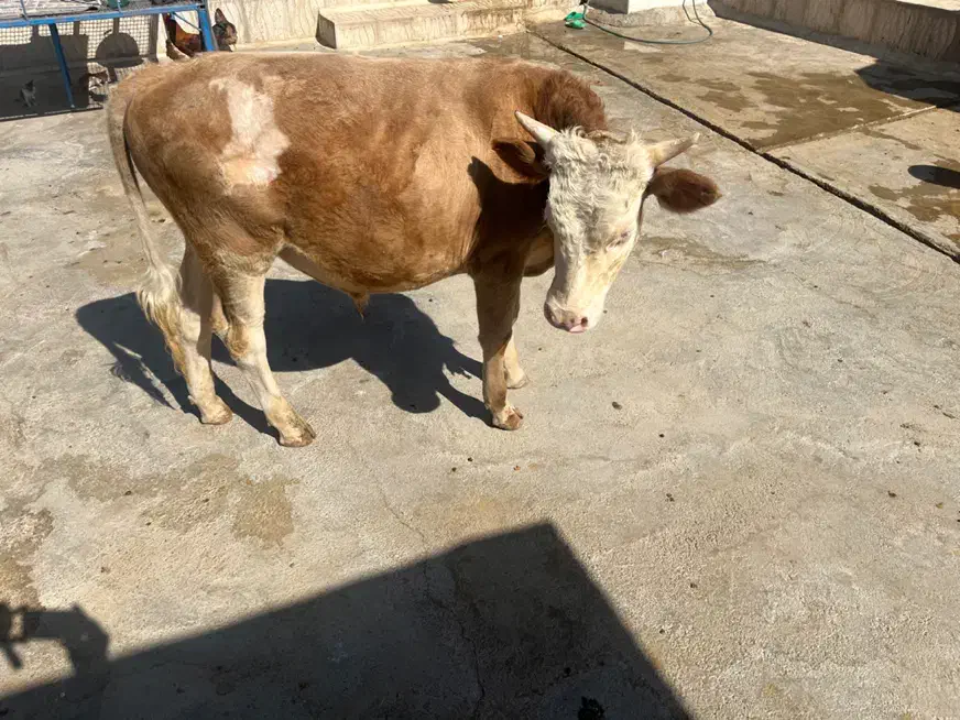 گوساله سیمینتال نر|حیوانات مزرعه|کوهدشت, |دیوار