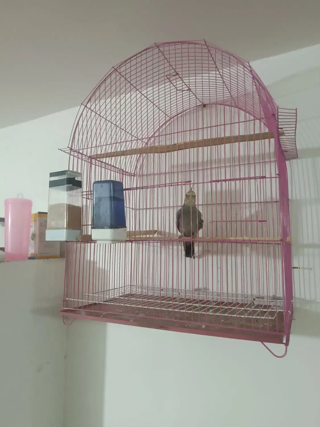 عروس هلندی نر|پرنده|هریس, |دیوار