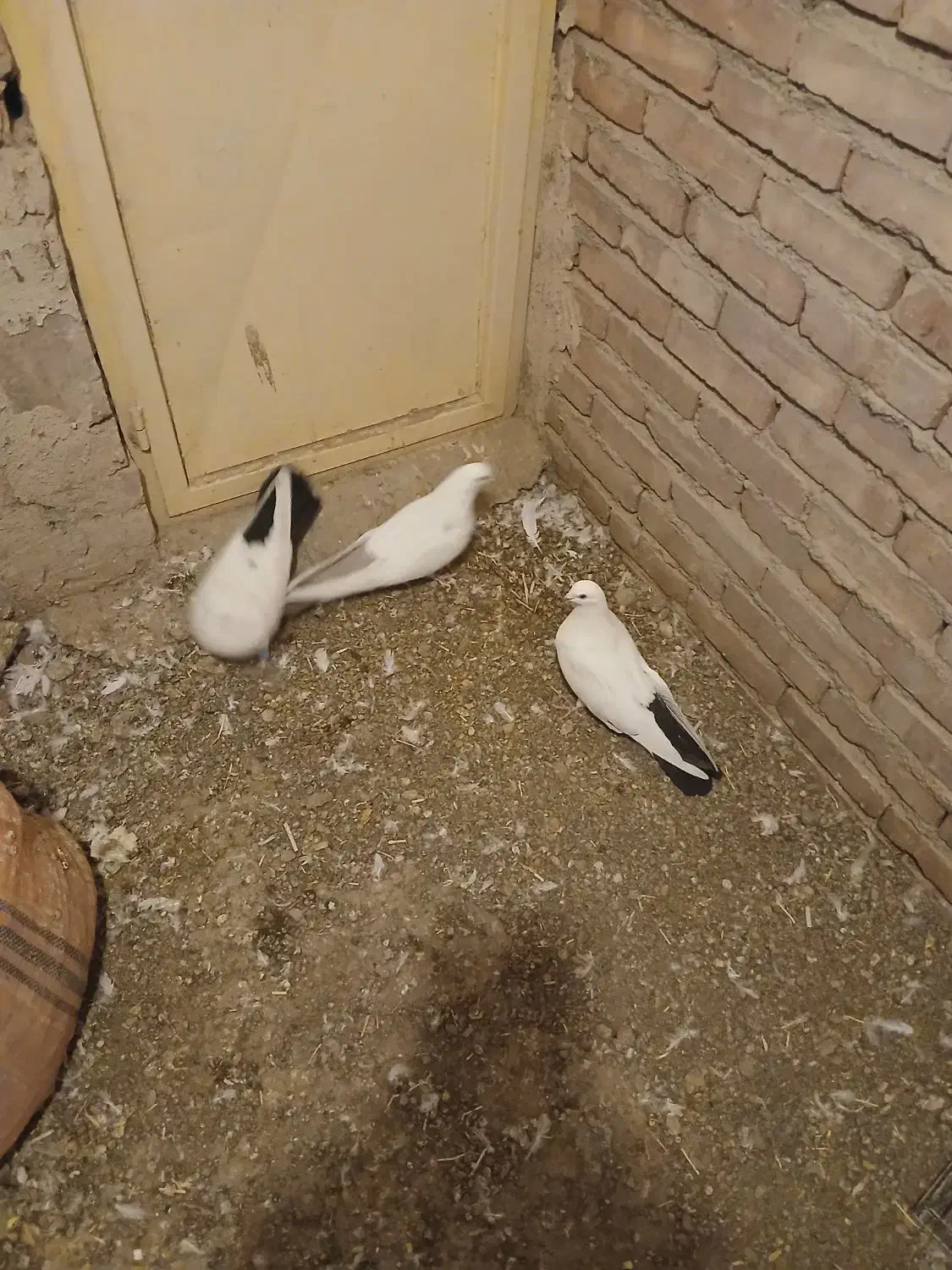 کبوتر|پرنده|ایلخچی, |دیوار