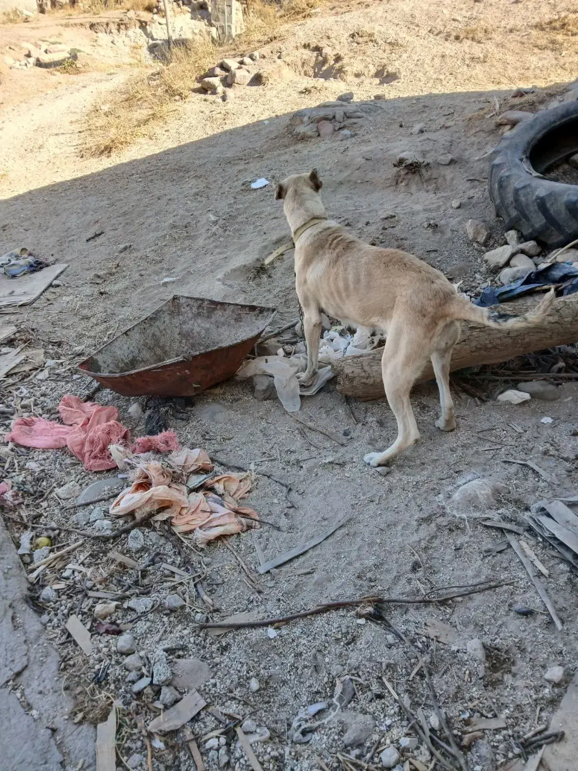 سگ سرابی ماده|سگ|بستان آباد, |دیوار