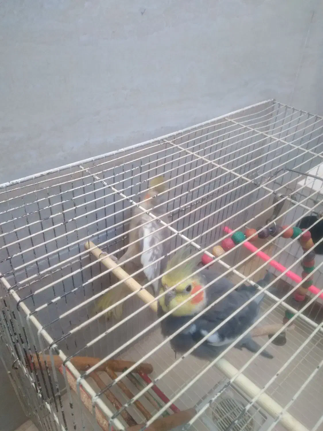 عروس|پرنده|رضویه, |دیوار