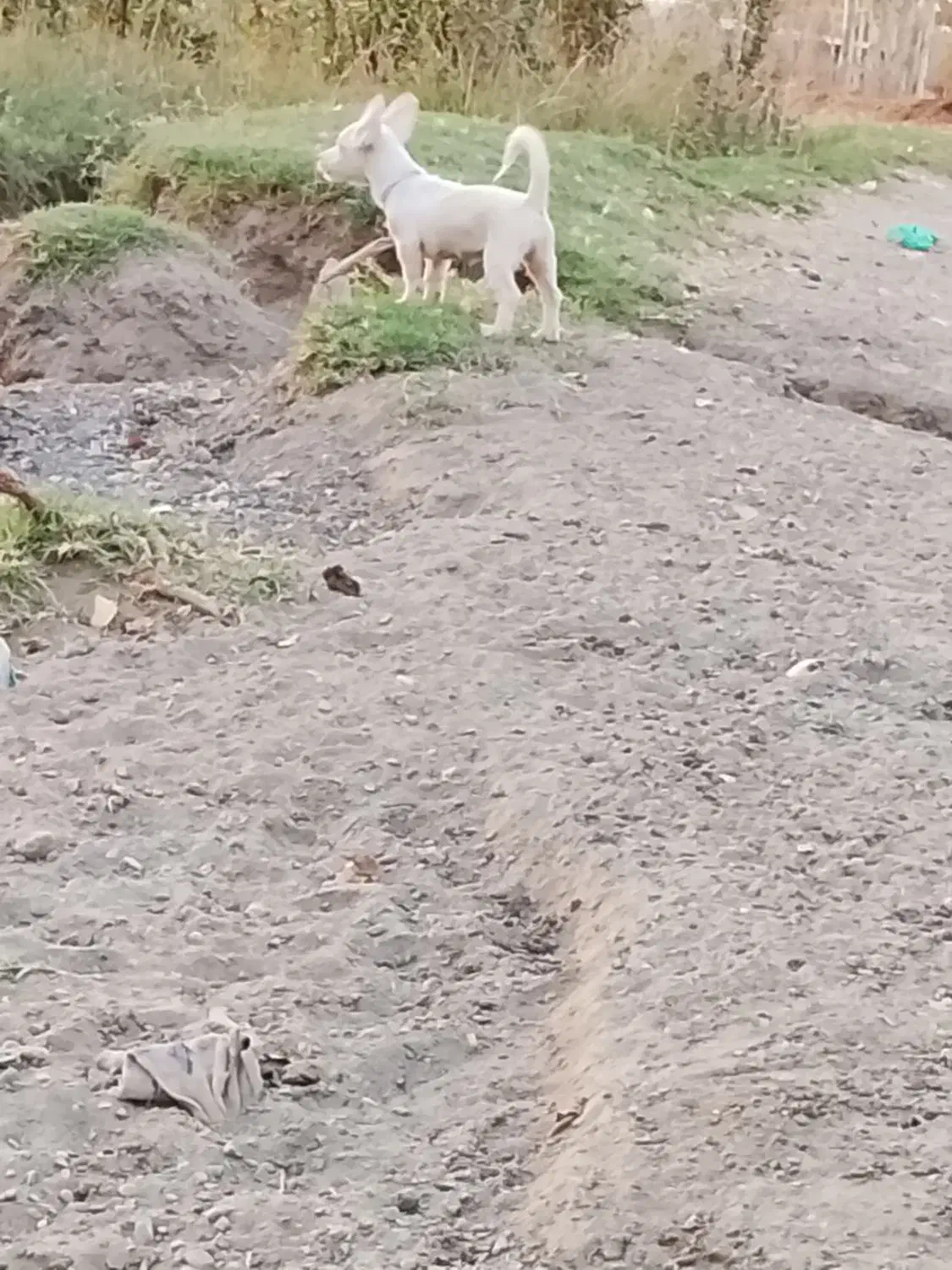 وا گذاری پاکوتاه|سگ|خوی, |دیوار