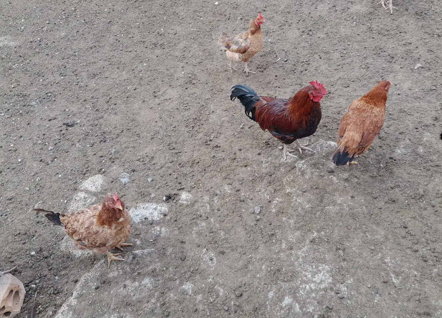 مرغ و خروس محلی|حیوانات مزرعه|مینودشت, |دیوار