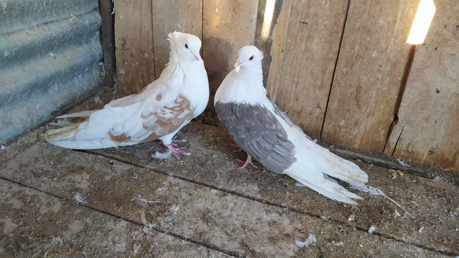 دوبالی درشت|پرنده|شاهرود, |دیوار