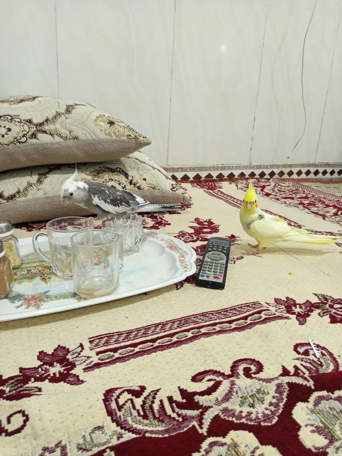 یک جفت عروس هلندی نرو ماده،تازه جفت شدن رام ودستی.|پرنده|کرمانشاه, |دیوار