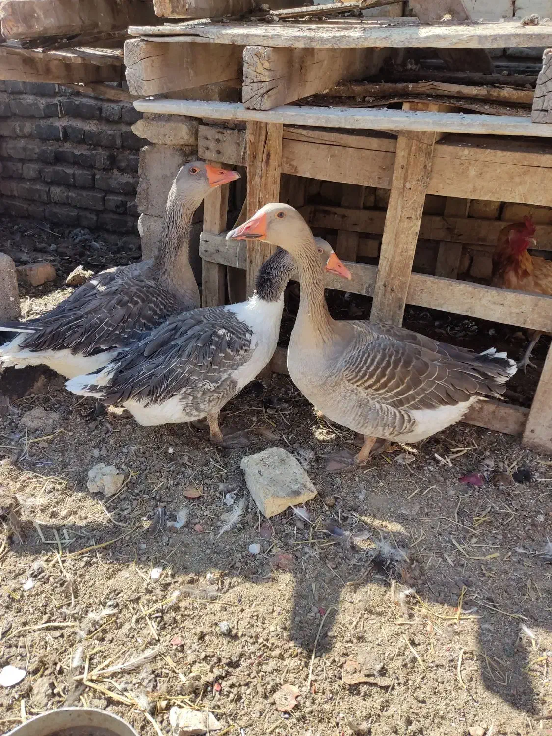 غاز|حیوانات مزرعه|فسا, |دیوار