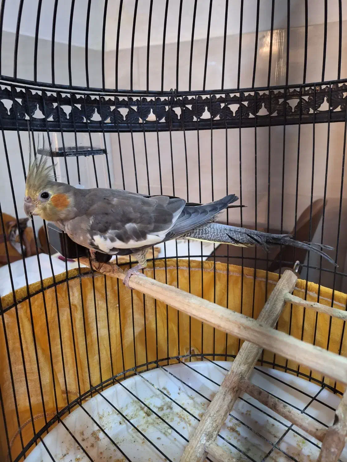 طوطی عروس ماده|پرنده|رشت, پیرکلاچای|دیوار