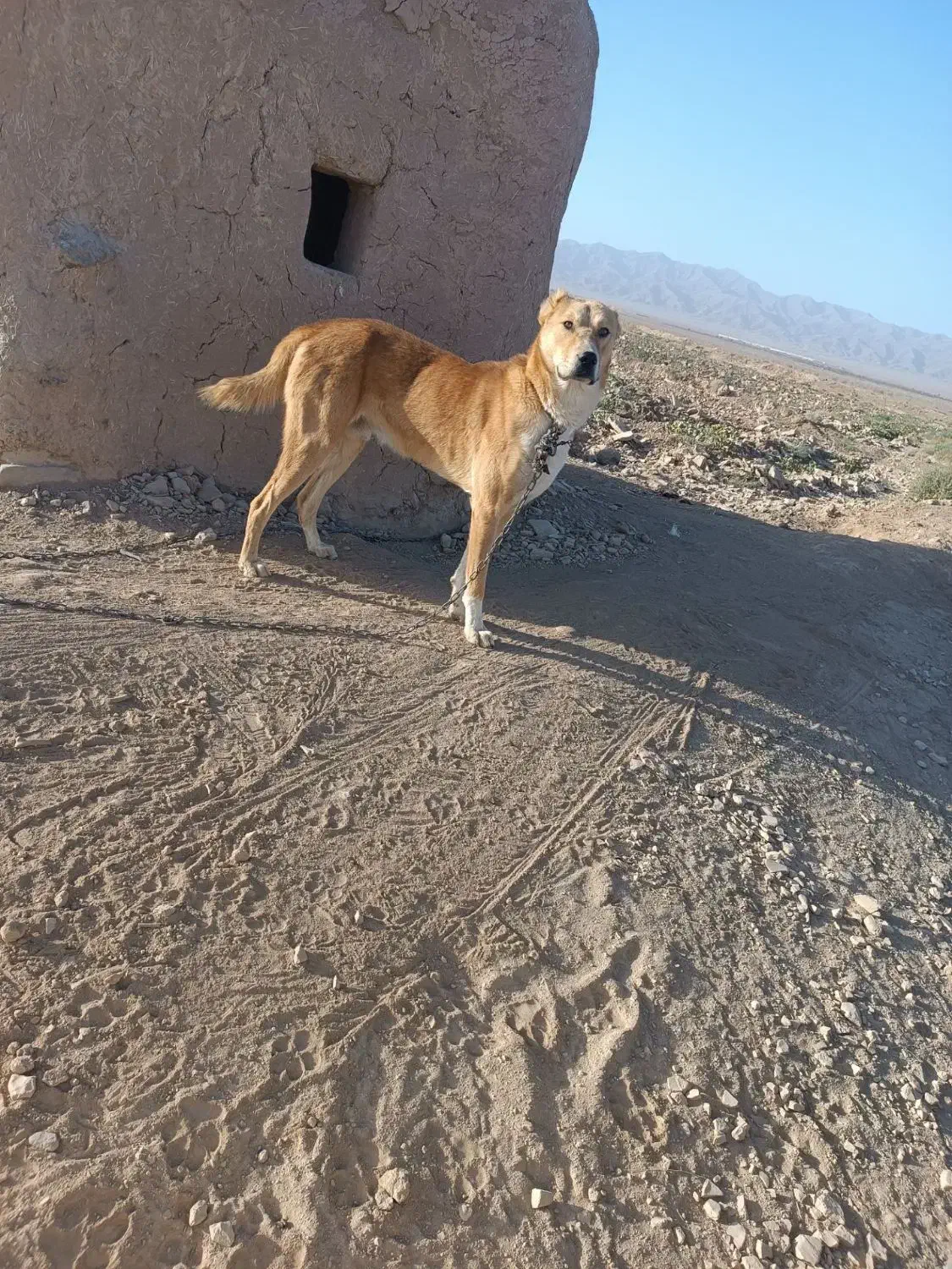 سلام یک عدد سگ نگهبانی وگلگی|سگ|بیرجند, |دیوار