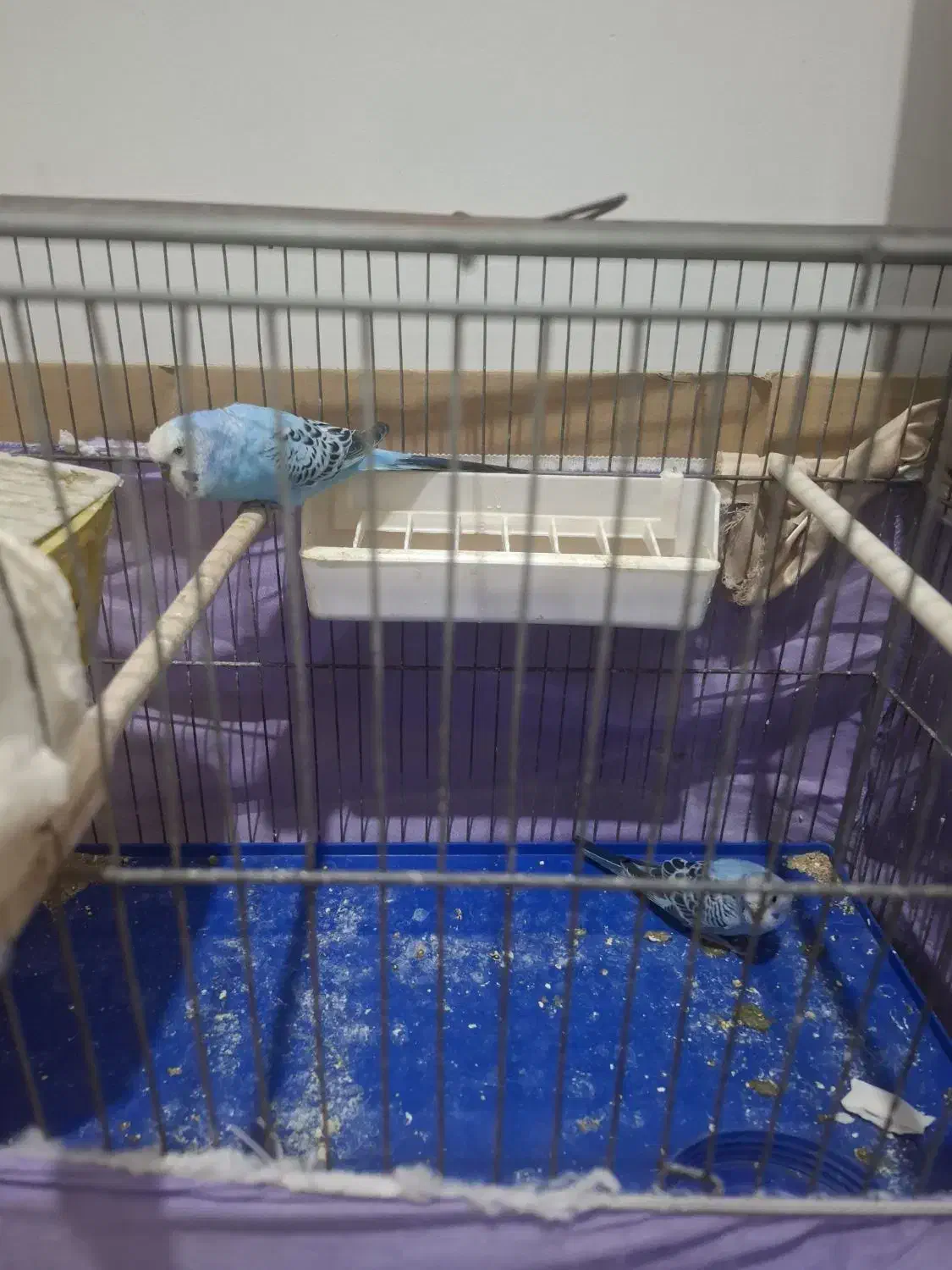 مرغ عشق|پرنده|اندیشه, شهرک مریم|دیوار