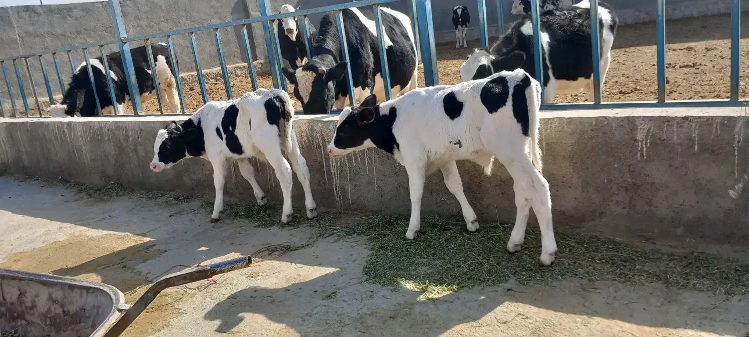 گوساله وگاو|حیوانات مزرعه|باشتین, |دیوار