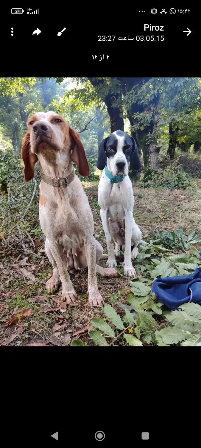 توله شکاری|سگ|گلی داغ, |دیوار