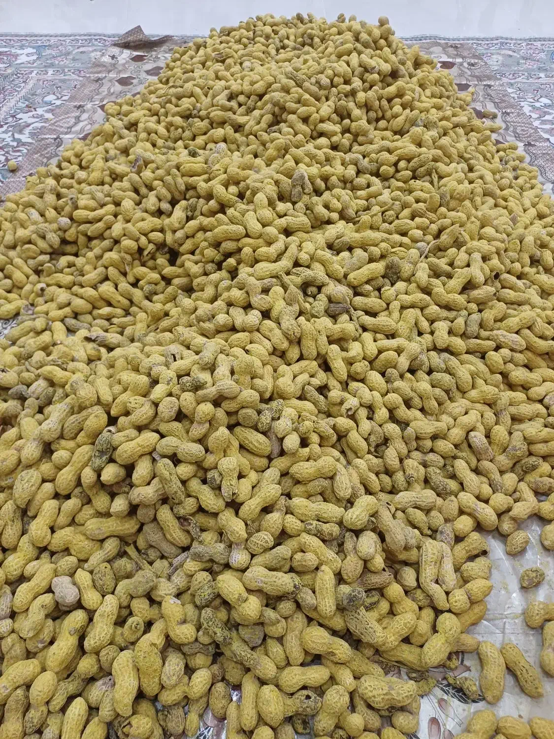 بادام زمینی غلاف دار|عمده‌فروشی|شبستر, |دیوار