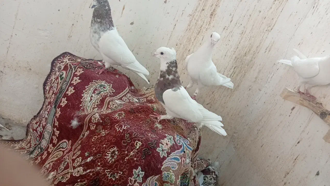 پزنده طوقی|پرنده|بم, |دیوار