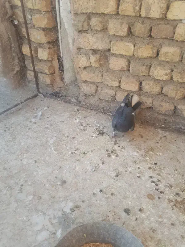 ماده دم گیر|پرنده|برخوار, |دیوار