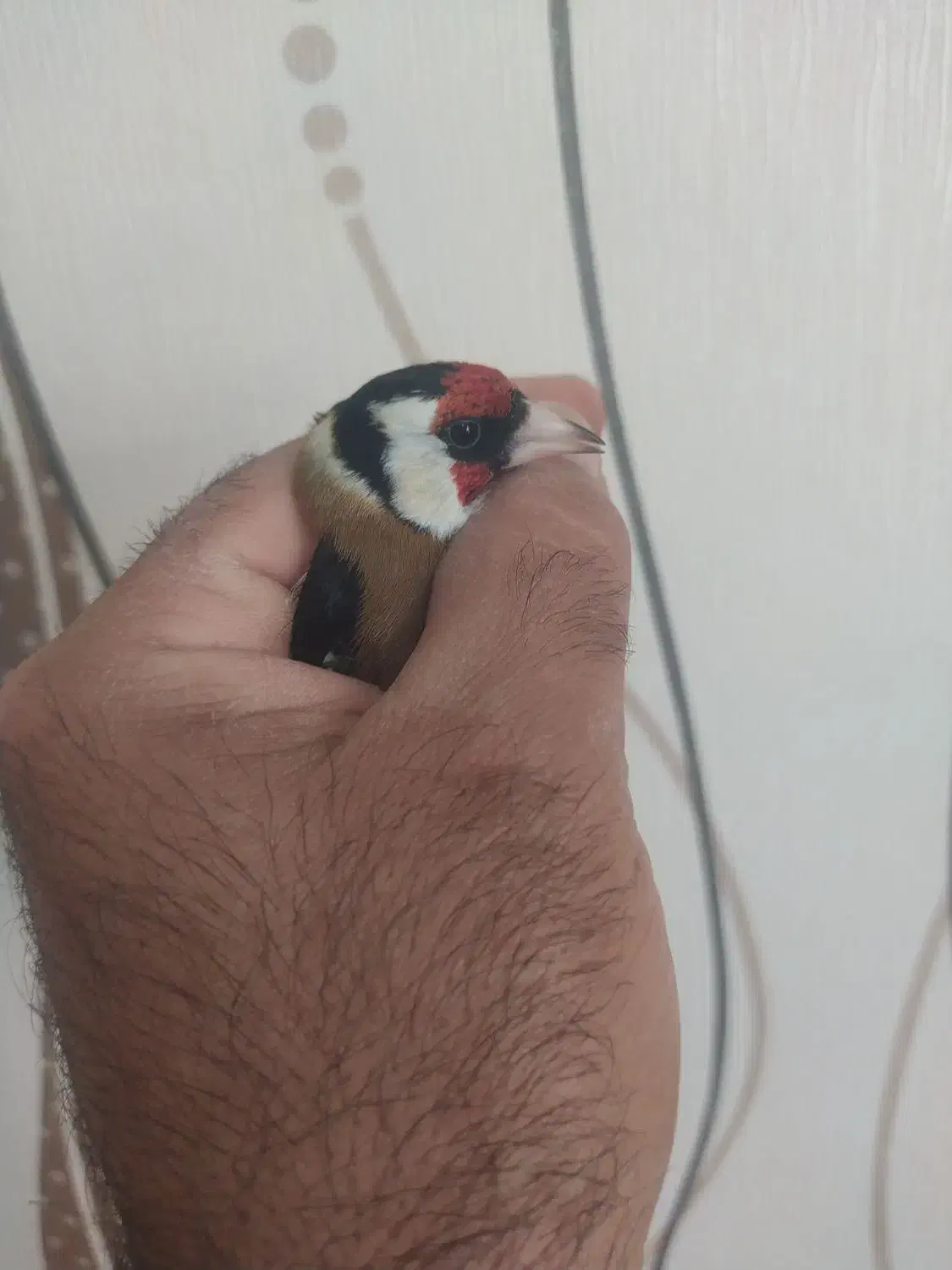 دوعددسهره چهارگل|پرنده|شیراز, کوی زهرا|دیوار