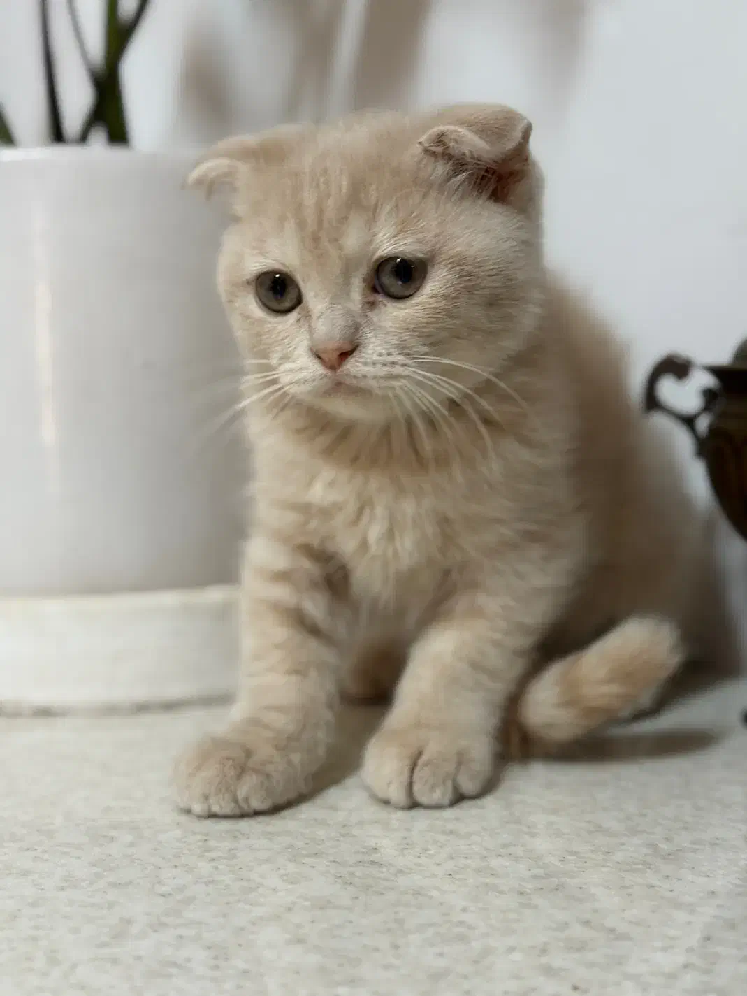 توله اسکاتیش ۲ ماهه|گربه|مشهد, وکیل‌آباد|دیوار