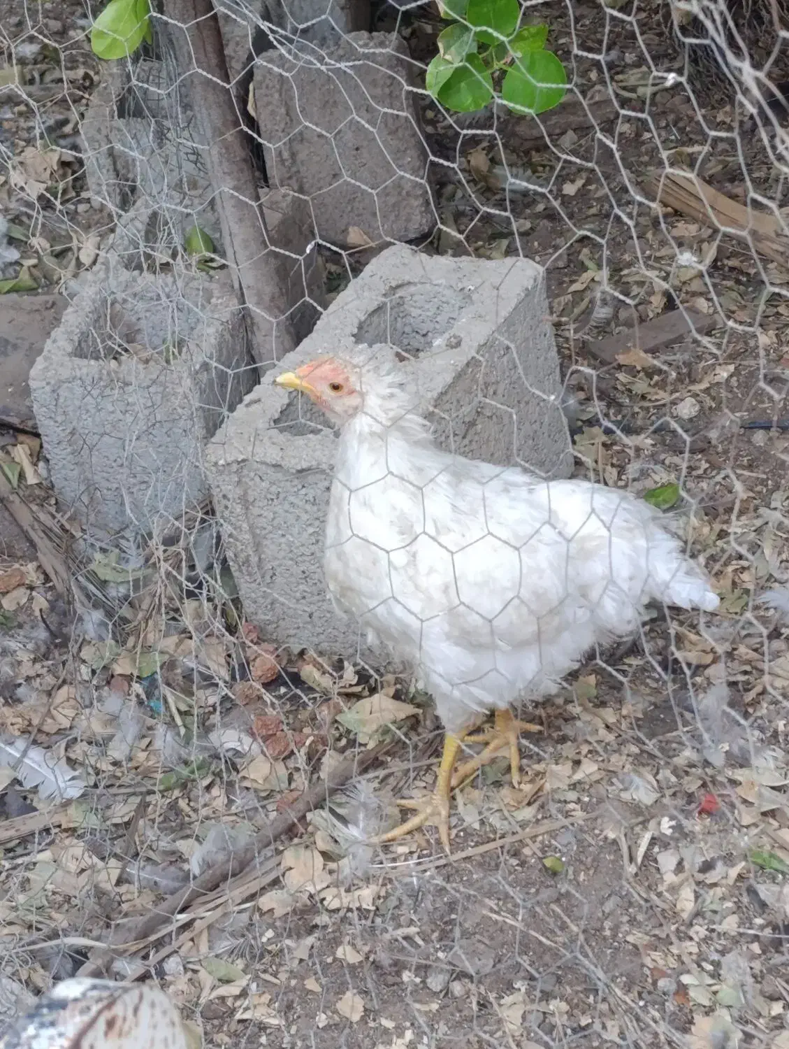 دو مرغ و تعدادی جوجه|حیوانات مزرعه|آبپخش, |دیوار